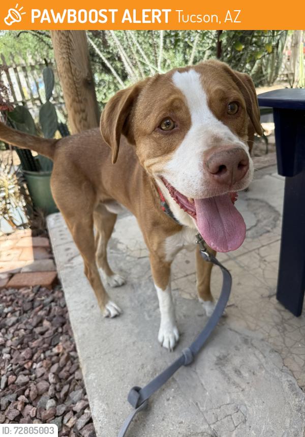 Found/Stray Male Dog last seen 22nd street, Tucson, AZ 85701