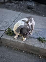 Found/Stray Male Dog last seen Monterey rd, San Jose, CA 95111