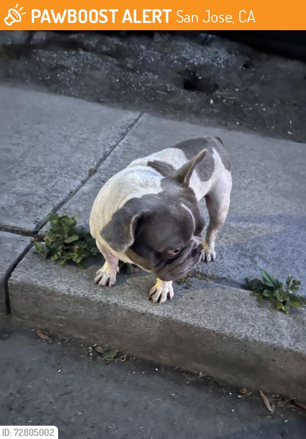 Found/Stray Male Dog last seen Monterey rd, San Jose, CA 95111