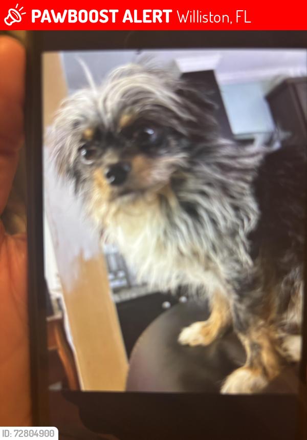 Lost Male Dog last seen Levy street and 2nd street, Williston, FL 32696