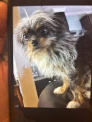 Lost Male Dog last seen Levy street and 2nd street , Williston, FL 32696