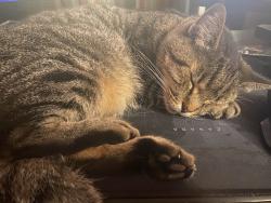 Lost Male Cat last seen Peninsula High School, Rancho Palos Verdes, CA 90275