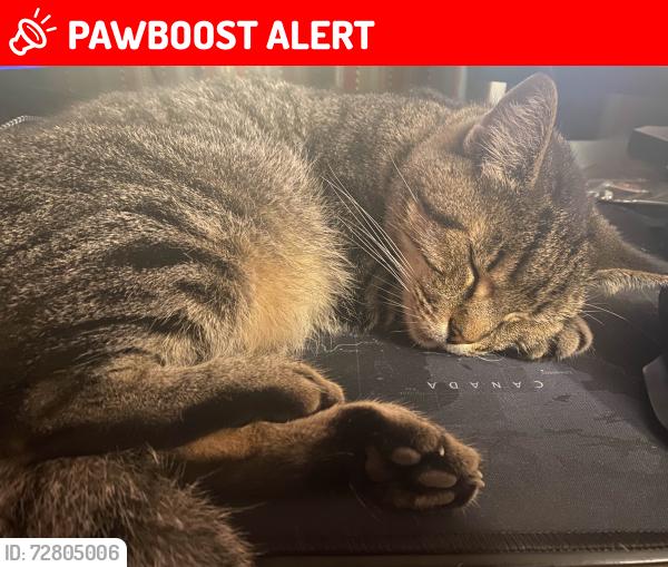Lost Male Cat last seen Peninsula High School, Rancho Palos Verdes, CA 90275