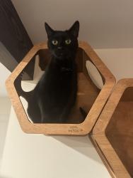 Lost Female Cat last seen Zylstra rd, Oak Harbor, WA 98277