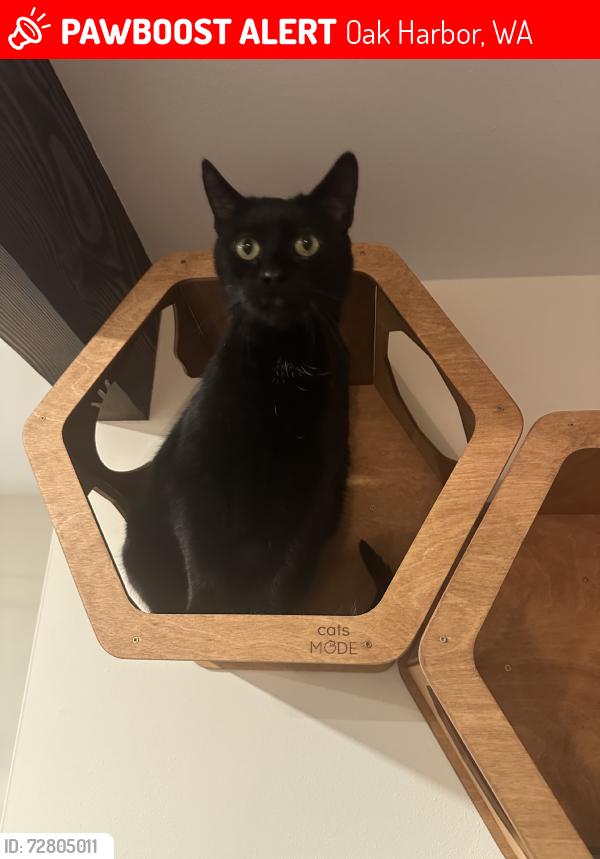 Lost Female Cat last seen Zylstra rd, Oak Harbor, WA 98277