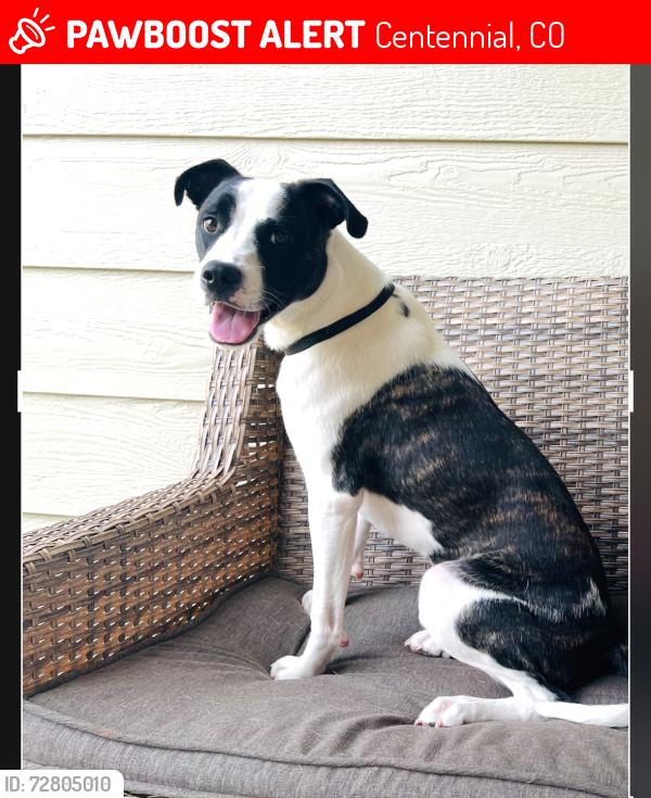 Lost Male Dog last seen Piney creek, Centennial, CO 80016
