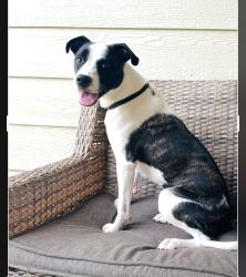 Lost Male Dog last seen Piney creek , Centennial, CO 80016