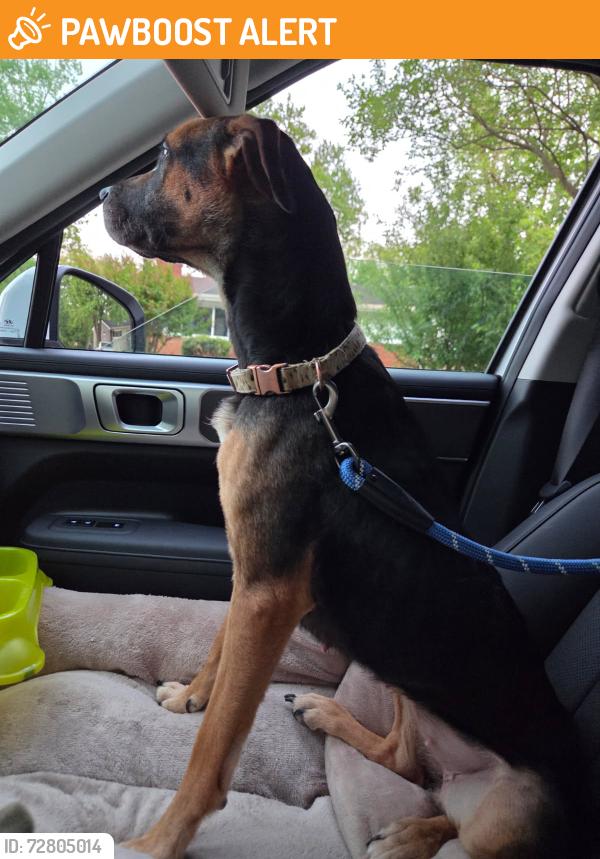 Found/Stray Female Dog last seen Tucker Road, Fort Washington, MD 20744