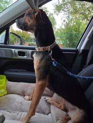 Found/Stray Female Dog last seen Tucker Road, Fort Washington, MD 20744
