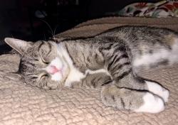 Lost Male Cat last seen Jefferson St W, Hartville, OH 44632