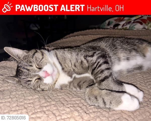 Lost Male Cat last seen Jefferson St W, Hartville, OH 44632