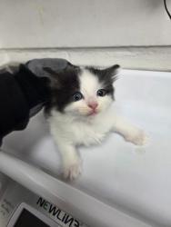 Shelter Stray Male Cat last seen Oakland, CA 94612, Oakland, CA 94601