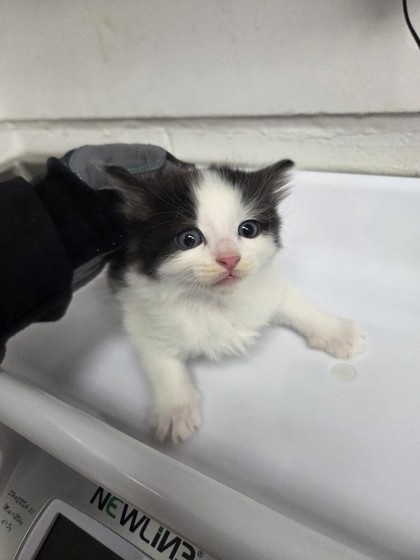 Shelter Stray Male Cat last seen Oakland, CA 94612, Oakland, CA 94601