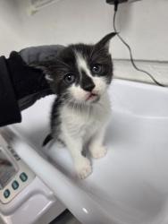 Shelter Stray Female Cat last seen Oakland, CA 94612, Oakland, CA 94601
