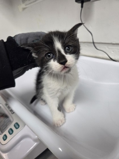 Shelter Stray Female Cat last seen Oakland, CA 94612, Oakland, CA 94601