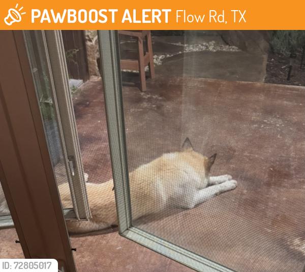 Found/Stray Unknown Dog last seen Allison Slidell Rd, Flow Rd, TX 76249