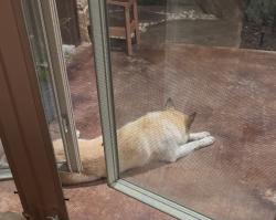 Found/Stray Unknown Dog last seen Allison Slidell Rd, Flow Rd, TX 76249
