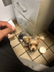 Lost Female Dog last seen Tara blvd, Jonesboro, GA 30236