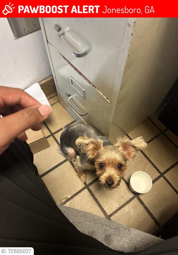 Lost Female Dog last seen Tara blvd, Jonesboro, GA 30236