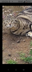 Lost Male Cat last seen lawson and Cambell , Airway Heights, WA 99001