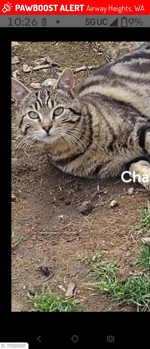 Lost Male Cat last seen lawson and Cambell, Airway Heights, WA 99001