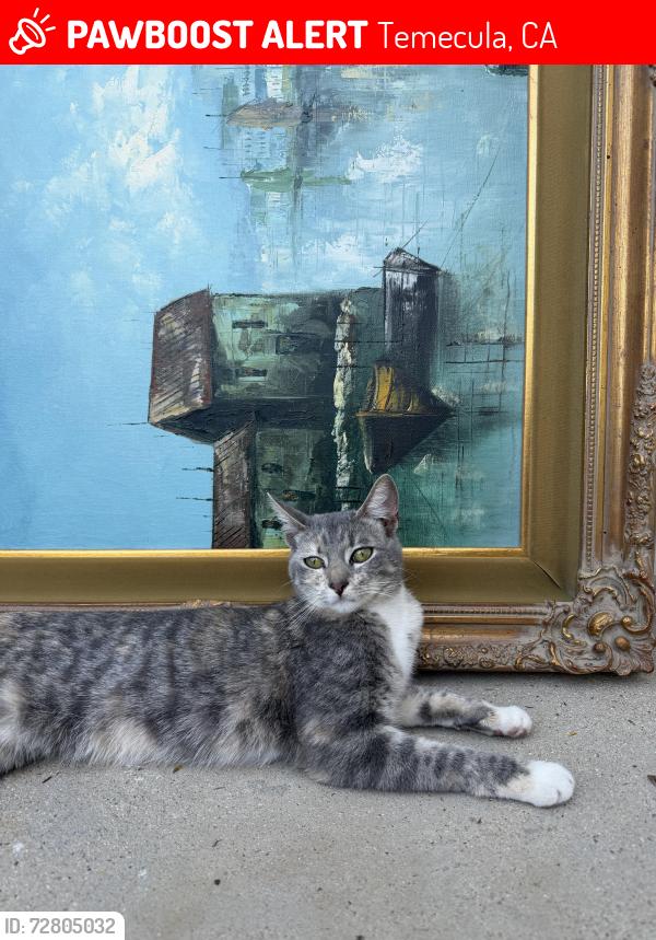 Lost Female Cat last seen Anza and Linda rosea road, Temecula, CA 92592