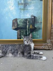 Lost Female Cat last seen Anza and Linda rosea road, Temecula, CA 92592