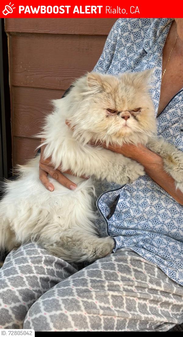 Lost Female Cat last seen Sycamore , Rialto, CA 92316