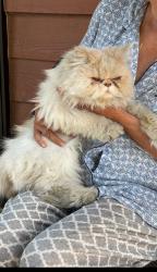 Lost Female Cat last seen Sycamore , Rialto, CA 92316