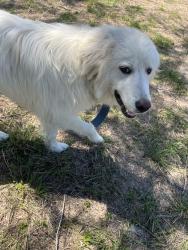 Found/Stray Male Dog last seen N Lake Houston Pkwy, Houston, TX 77044
