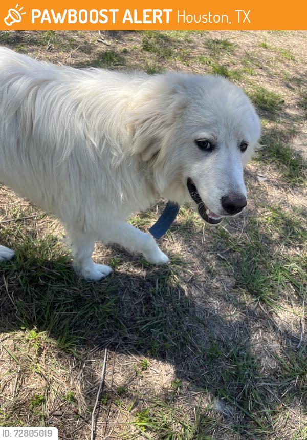 Found/Stray Male Dog last seen N Lake Houston Pkwy, Houston, TX 77044