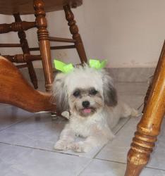 Lost Female Dog last seen Acme  , San Antonio, TX 78237