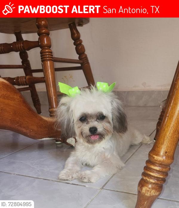 Lost Female Dog last seen Acme  , San Antonio, TX 78237