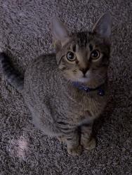 Lost Male Cat last seen S Fryers Creek Cir and S 5Th St, Temple, TX 76504
