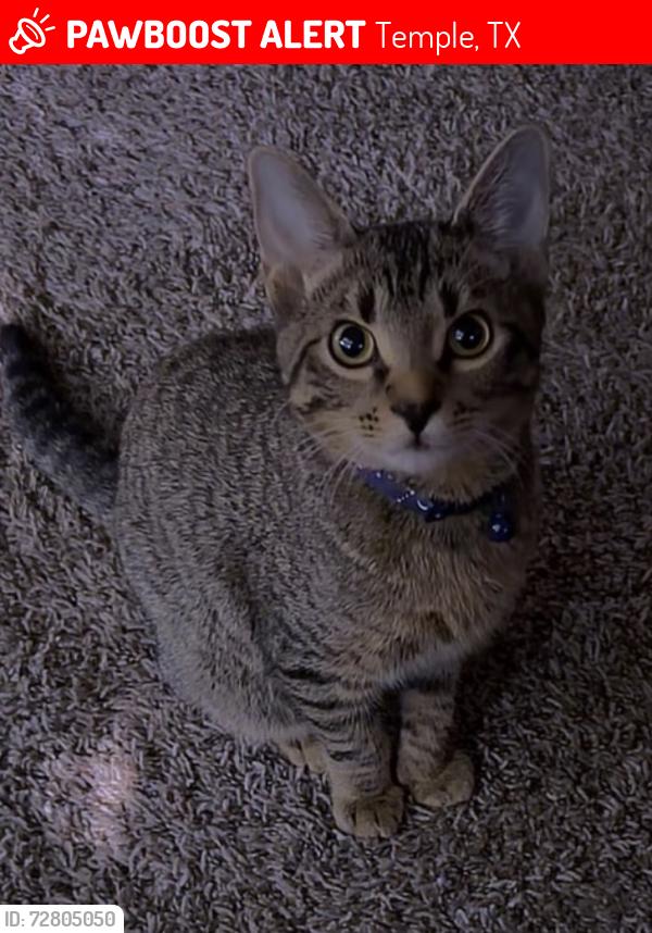 Lost Male Cat last seen S Fryers Creek Cir and S 5Th St, Temple, TX 76504
