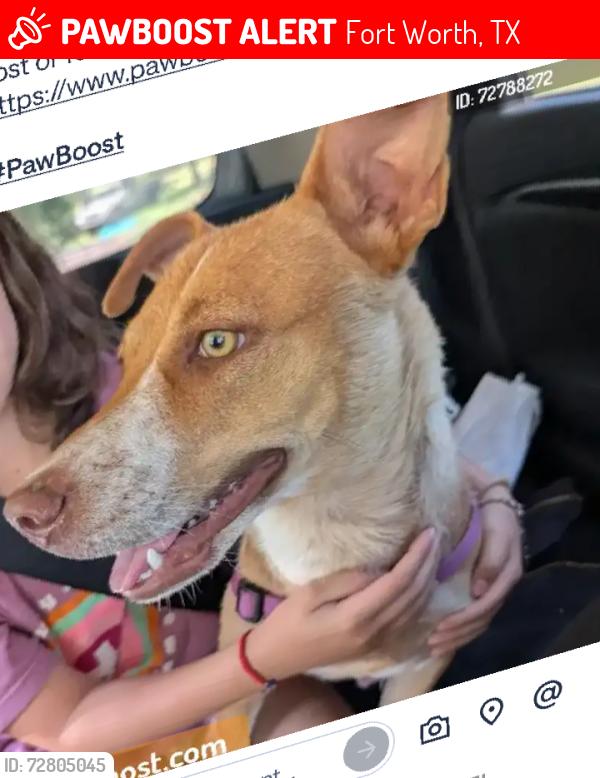 Lost Female Dog last seen Navajo burger , Fort Worth, TX 76135