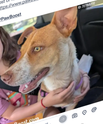 Lost Female Dog last seen Navajo burger , Fort Worth, TX 76135