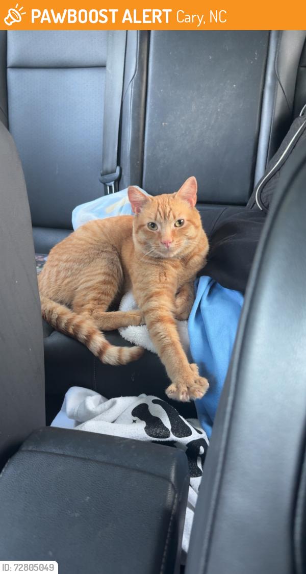 Found/Stray Male Cat last seen Near New Waverly Place outside of office building, Cary, NC 27511