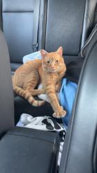 Found/Stray Male Cat last seen Near New Waverly Place outside of office building, Cary, NC 27511