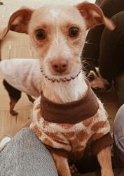 Lost Female Dog last seen Av Xocoyotzin , Cuautitlán Izcalli, Méx. 54743