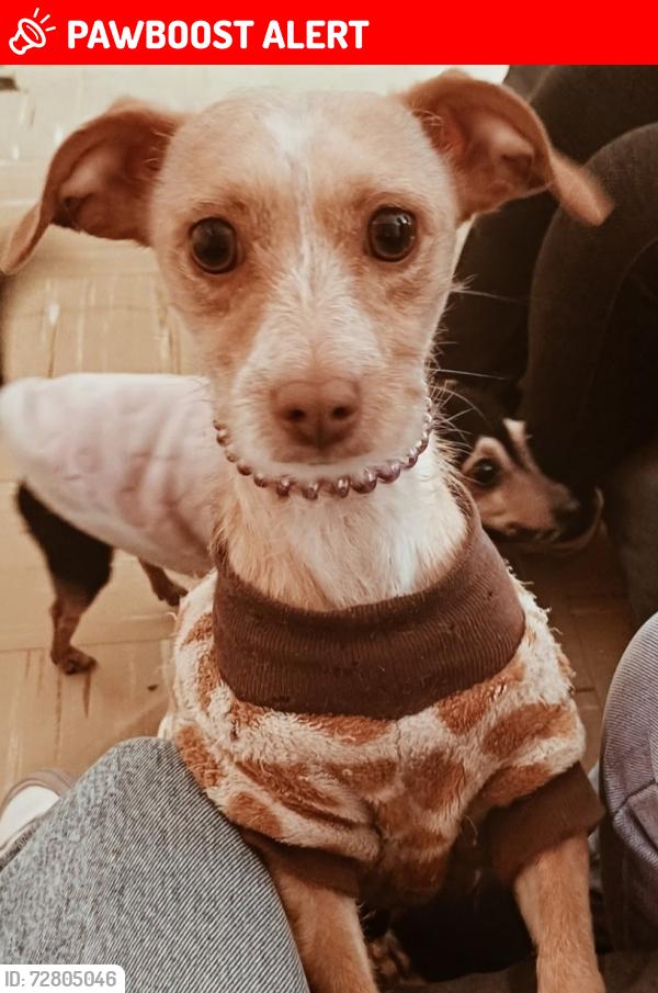 Lost Female Dog last seen Av Xocoyotzin , Cuautitlán Izcalli, Méx. 54743