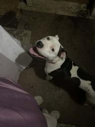 Found/Stray Female Dog last seen Union bower, Irving, TX 75060