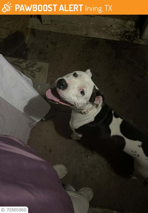 Found/Stray Female Dog last seen Union bower, Irving, TX 75060