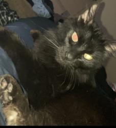 Found/Stray Unknown Cat last seen 41st and 209th, Broken Arrow, OK 74014