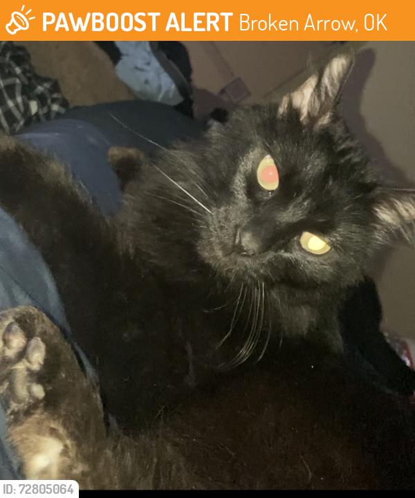 Found/Stray Unknown Cat last seen 41st and 209th, Broken Arrow, OK 74014