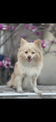 Lost Female Dog last seen Magnolia and edinger , Westminster, CA 92683