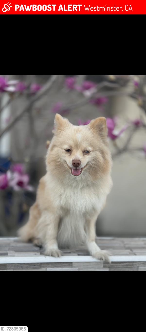 Lost Female Dog last seen Magnolia and edinger , Westminster, CA 92683