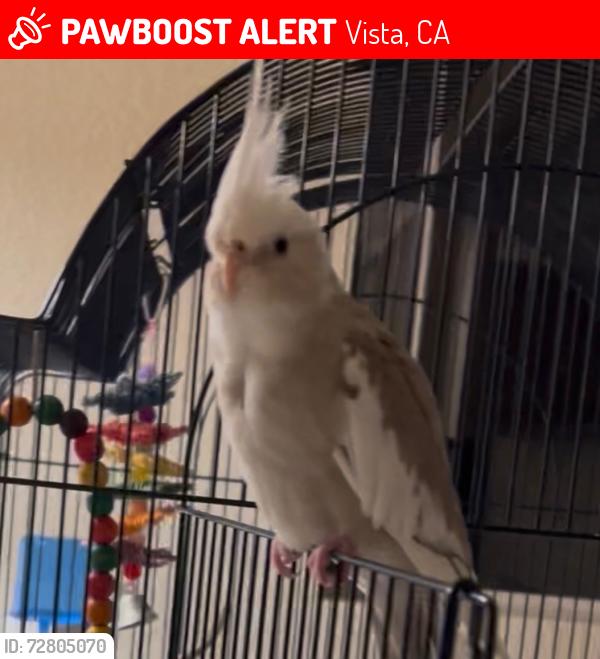 Lost Male Bird last seen Ridgine Avenue next ro hse, Vista, CA 92081