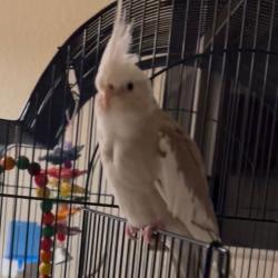 Lost Male Bird last seen Ridgine Avenue next ro hse, Vista, CA 92081