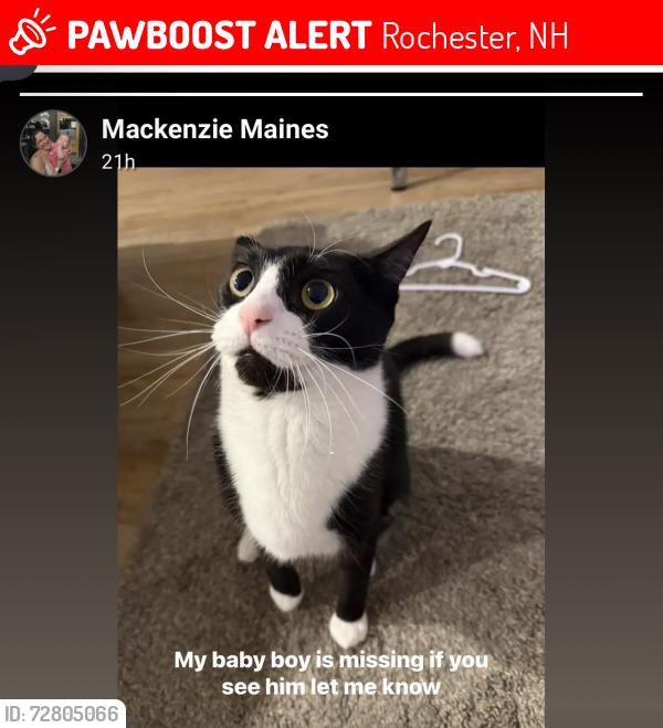 Lost Male Cat last seen Chestnut hill road, Rochester, NH 03868